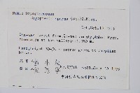 長葉鱗毛蕨藏品圖，第2張