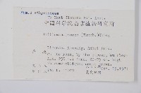 單葉雙蓋蕨藏品圖，第2張