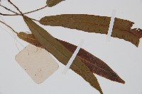 單葉雙蓋蕨藏品圖，第3張