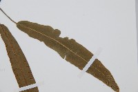 單葉雙蓋蕨藏品圖，第4張