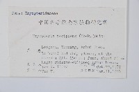 迷人鱗毛蕨、異蓋鱗毛蕨藏品圖，第2張