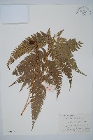 細葉複葉耳蕨藏品圖，第1張