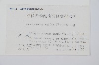 細葉複葉耳蕨藏品圖，第2張