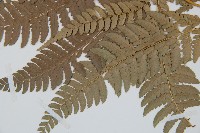 細葉複葉耳蕨藏品圖，第3張