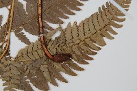 細葉複葉耳蕨藏品圖，第4張