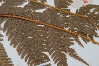 細葉複葉耳蕨藏品圖，第5張