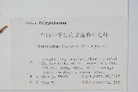 大星蕨藏品圖，第2張