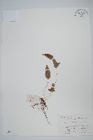 金雞腳藏品圖，第1張