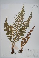 翅軸假金星蕨、短柄卵果蕨藏品圖，第1張