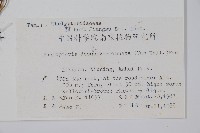 翅軸假金星蕨、短柄卵果蕨藏品圖，第2張