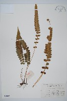 登錄號:P003522藏品圖，第1張