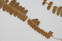 登錄號:P003522藏品圖，第3張