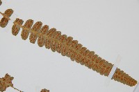 登錄號:P003522藏品圖，第4張