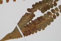 登錄號:P003522藏品圖，第5張