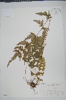 天草鳳尾蕨藏品圖，第1張