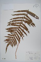 日本金星蕨藏品圖，第1張