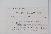 日本金星蕨藏品圖，第2張