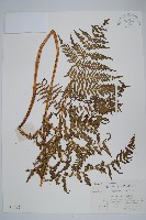 針毛蕨藏品圖，第1張
