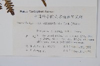 針毛蕨藏品圖，第2張