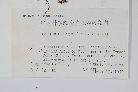 石葦藏品圖，第2張