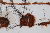 闊鱗鱗毛蕨藏品圖，第3張