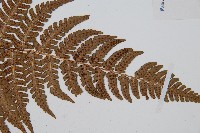 闊鱗鱗毛蕨藏品圖，第4張