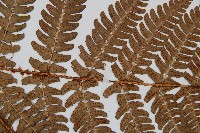 闊鱗鱗毛蕨藏品圖，第5張