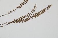 鐵角蕨藏品圖，第3張