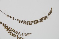 鐵角蕨藏品圖，第4張