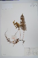 日本水龍骨藏品圖，第1張