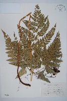 斜方複葉耳蕨藏品圖，第1張