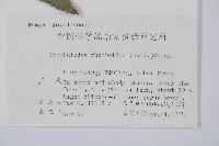 斜方複葉耳蕨藏品圖，第2張