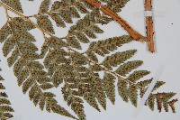 斜方複葉耳蕨藏品圖，第4張