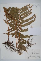 普通假毛蕨藏品圖，第1張