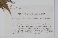 普通假毛蕨藏品圖，第2張