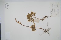 大陰地蕨、大羽陰地蕨藏品圖，第1張