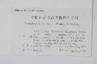 金雞腳藏品圖，第2張