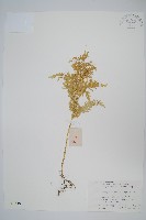 江南卷柏藏品圖，第1張