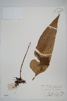 盾蕨藏品圖，第1張