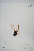 瓦葦藏品圖，第1張