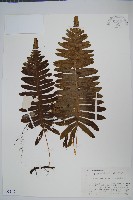 日本水龍骨藏品圖，第1張