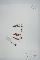 披針骨牌蕨藏品圖，第1張