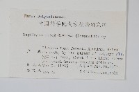 披針骨牌蕨藏品圖，第2張