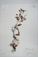 抱石蓮藏品圖，第1張