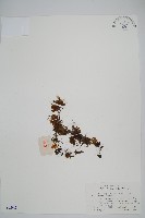 華東膜蕨藏品圖，第1張
