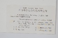 華東膜蕨藏品圖，第2張
