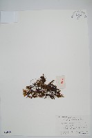 華東膜蕨藏品圖，第1張