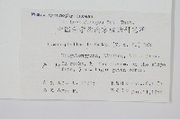 華東膜蕨藏品圖，第2張