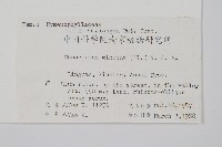 團扇蕨藏品圖，第2張