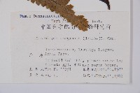 邊緣鱗蓋蕨藏品圖，第2張